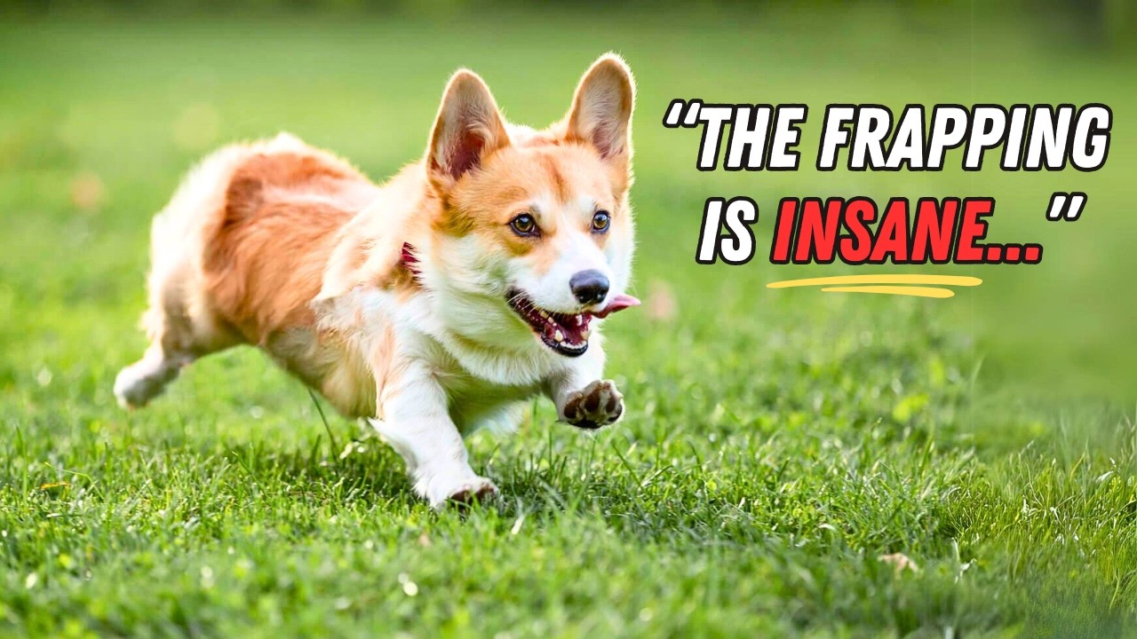 Вещи, которые действительно понимают ТОЛЬКО родители корги