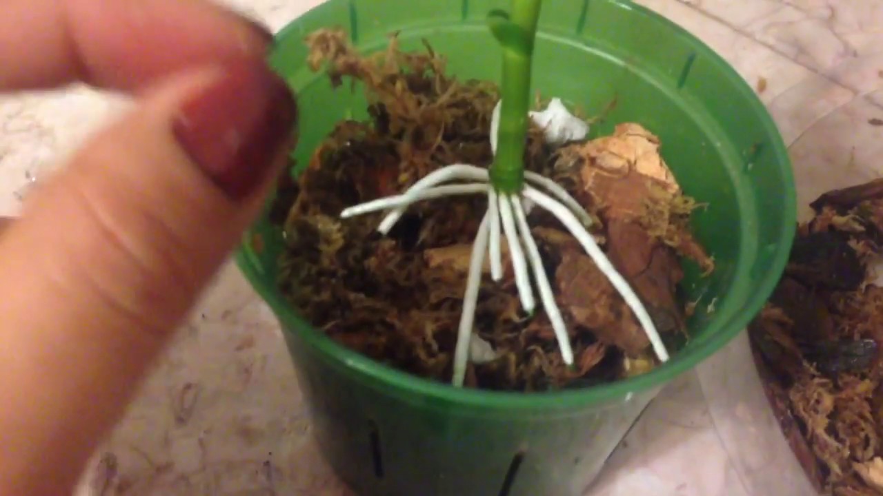 Trasplante keiki orquidea Dendrobium Nobile