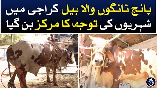 5 legs bull in Karachi - Aaj News