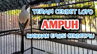 TERAPI CENDET LOYO AMPUH NAIKKAN EMOSI CENDETMU, pancingan cendet gacor isian mewah