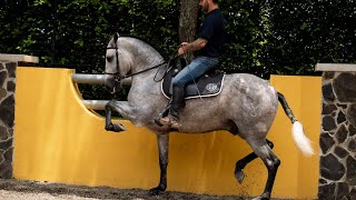 Ibero-American Horse 🐴🤠 NEW RELEASE..