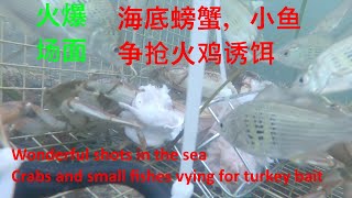 太火爆! 螃蟹小鱼争抢火鸡肉-温哥华钓螃蟹GoPro拍的海底世界Crabs and small fishes vying for turkey bait in the Sea of Vancouver