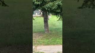 Albino Squirrel neighbor 🐿