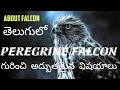 FALCON|Peregrine falcon గురించి అద్భుతమైన విషయాలు /about Falcons in telugu /LIFE ON EARTH Telugu