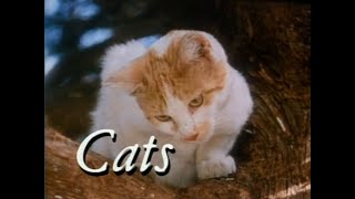 Cats [1986]