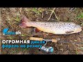 ОГРОМНАЯ дикая форель на резину