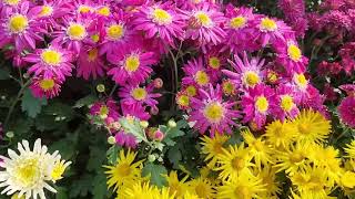 Download Lagu I just called to say I love you - Anuradha Paudwal MP3