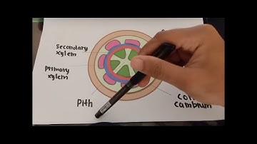 LAB PRACTICAL 2 : Plants Structure And Development ( BIS 3003 )