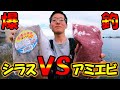 シラスとアミエビでサビキ対決したらアジが爆釣しました【茨城県】
