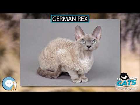German Rex 🐱🦁🐯 EVERYTHING CATS 🐯🦁🐱