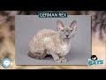 German Rex 🐱🦁🐯 EVERYTHING CATS 🐯🦁🐱 の動画、YouTube動画。