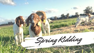 Chandler Park Australian Boer Goat Stud Spring Kidding 2021