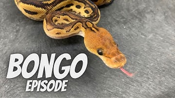 BONGO Gene! Diving Deep Into Some Bongo Combos