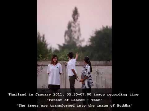 Buddha and the trees - the trees and Buddha | Watch the trees