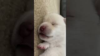 見てるだけでなぜか癒される子犬の寝顔 #Shorts