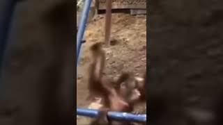 Monkey Gets Hurt And Crying #Shorts