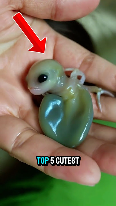 5 Adorable Animals That Could Actually KILL You!💀