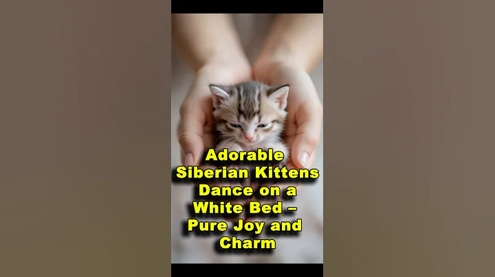 Video 7416551: siberian cat kitten, adorable siberian kitten, siberian kitten playing, white siberian cat, cat kitten dancing, kitten pure white