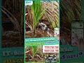 IT வேலைக்கு மத்தியில் Remote Farming சாத்தியமா? BOTBERRY SMART Irrigation மூலம் செயல்படுத்தலாம்