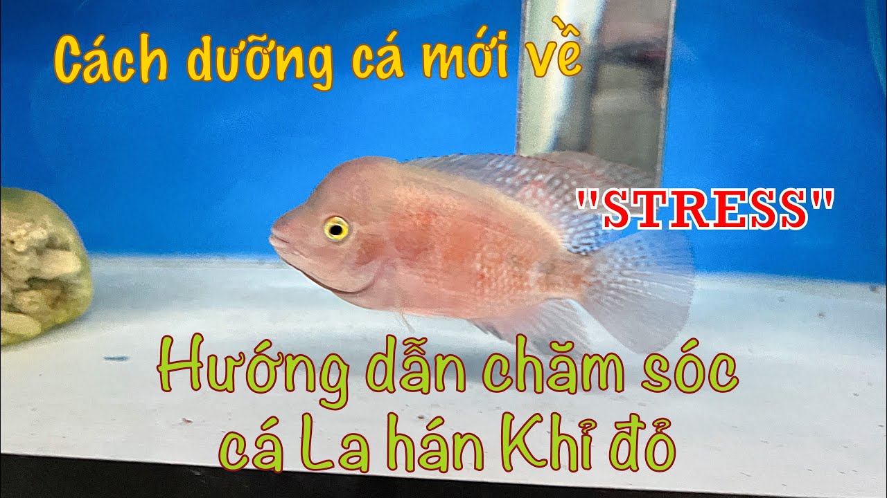 Hướng dẫn chăm sóc cá la hán Khỉ đỏ Phần 3 - Dưỡng cá sau khi vận chuyển và thay đổi môi trường sống