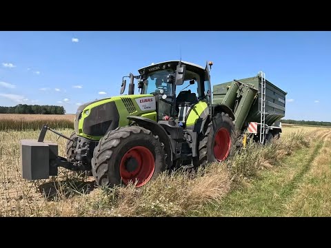 Rapeseed harvest day 2