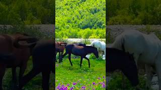NATURE & HORSE — PURE FREEDOM VIBES 🌿 🐎🐎 #shorts #animals #animalshorts #horse #nature #ytshorts
