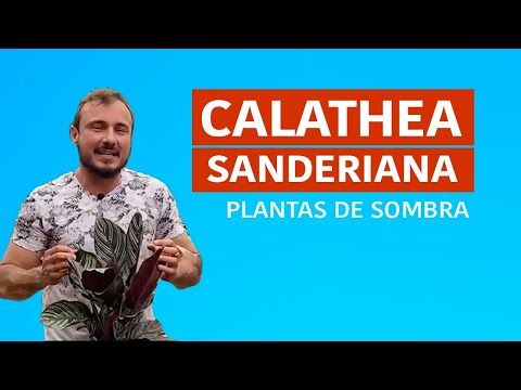 Vídeo: Calathea Houseplant Care – Como cultivar uma planta de risca de giz dentro