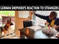 German Shepherd Dog’s Reaction To Strangers | Indian Vlogger | Hindi Vlog | This Indian