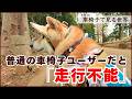 柴犬介助犬と挑む！車椅子を阻む公園の現実と二人が育む絆