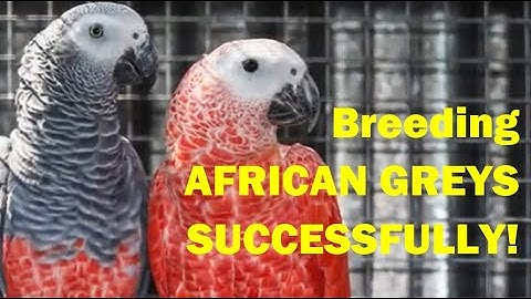 How to Breed African Grey Parrots - Expert Aviculture Guide with Tony Silva Insights