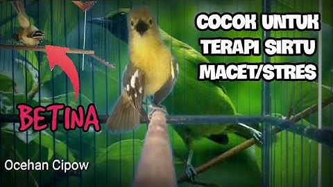 Suara sirtu jantan dan betina gacor saling bersahutan,cocok untuk terapi sirtu macet/malas bunyi