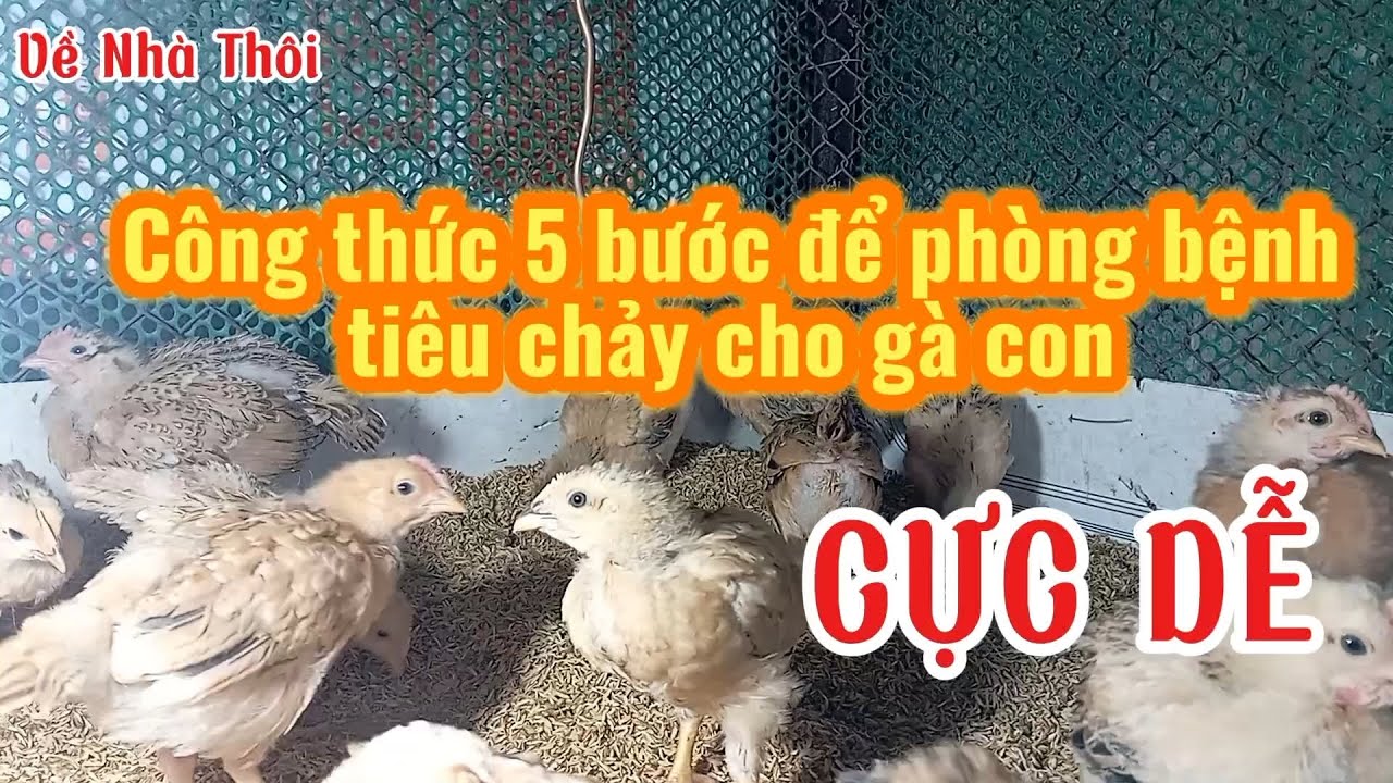 У цыплят диарея. Вот 100% натуральный и простой способ лечения в домашних условиях.