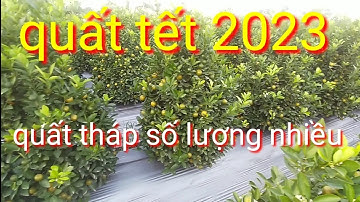 Quất TẾT 2023, QUẤT TẾT dáng tháp số lượng nhiều, liên hệ nhà vườn để biết giá quất tết 2023