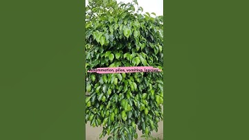 introducing the ficus Benjamina🌳🌿#shorts #short