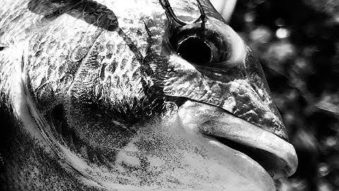 Câu Cá Tráp Mùa Gió Chướng Bình Đại Bến Tre Tập 2 | Bream Fishing Trip Day 2