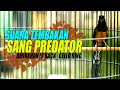 MURAI GACOR NGEROL PANJANG !!TEMBAKAN  SANG MURAI PREDATOR _AMIRKHAN IS BACK