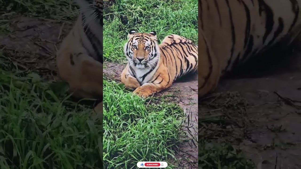 Tiger π
#shorts #viral #trending #youtubeshorts #ytshorts #animal #wildlife #tiger #foryou #fyp