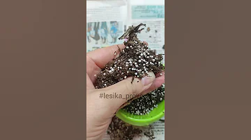 омоложение фиалки, проверим советы