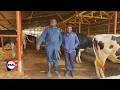 Before You Start A Dairy Farm In 2026 Watch This Advice From Kasirye Breeders Mityana 
