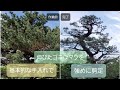 【剪定】伸びたゴヨウマツをなんとなく・それっぽく【強めの方法です】