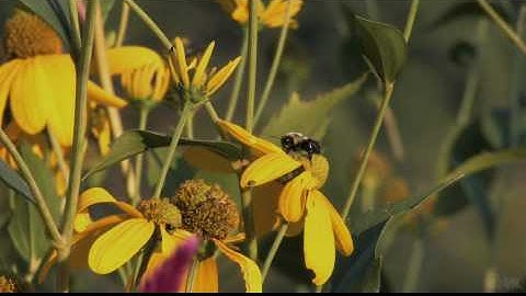 Blender 2.5 Test: video color Grading