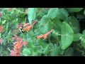 Chasing BumbleBees on a HoneySuckle vine