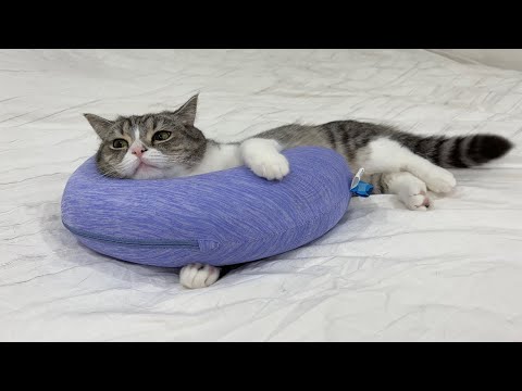 ひんやり枕を買ってきたら暑がりな猫に秒で取られてこうなりましたwww
