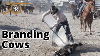 Branding Cattle and Cowboy Culture