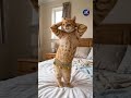 كده ظاطت على الاخر 😂😂 يا اطبطب يا ادلع 😁😁#ai #cat #رقص #funny #dance