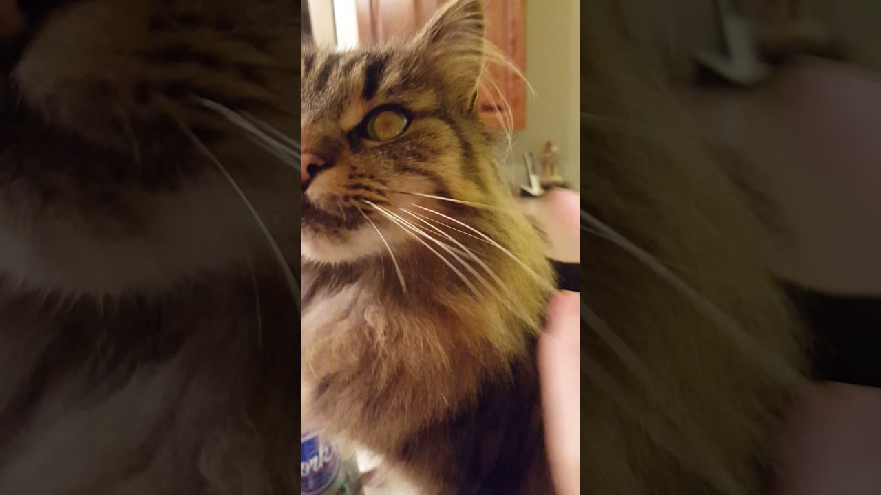 Rasky cat has long ear tufts - YouTube
