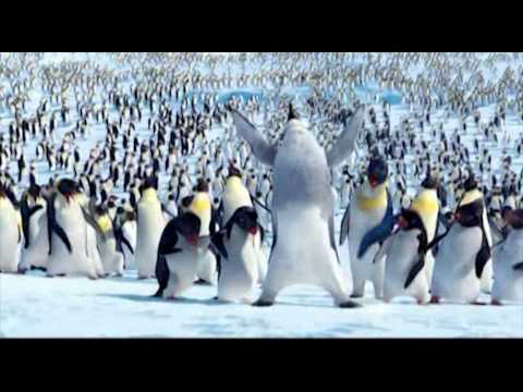 Video: ¿Qué pingüinos tienen los pies felices?