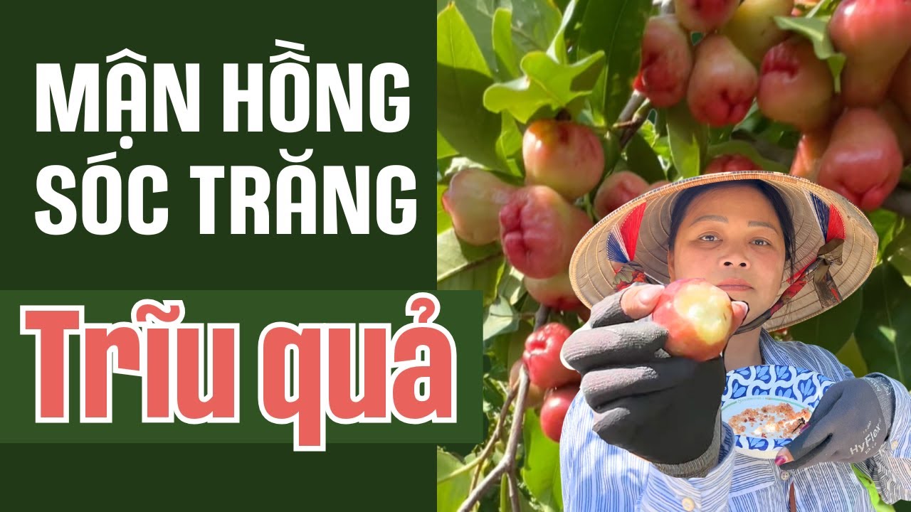 MẬN HỒNG SÓC TRĂNG xum xuê trĩu quả từ gốc tới ngọn 😍