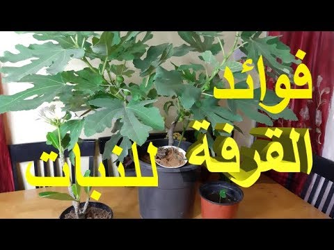 فيديو: استخدامات القرفة في الحدائق - كيفية استخدام مسحوق القرفة لصحة النبات