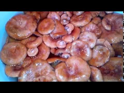 Как замариновать грибы рыжики в домашних условиях